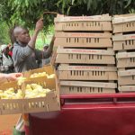 Kegiatan KPKC: Jual Beli Ayam di Mozambique
